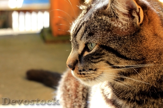 Devostock Cute cat UHD  (248).jpeg
