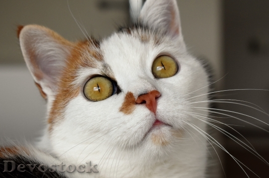 Devostock Cute cat UHD  (261).jpeg
