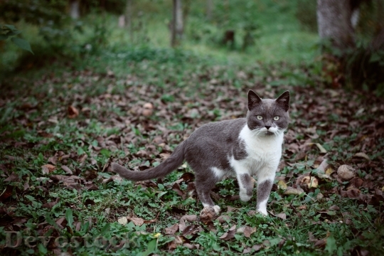 Devostock Cute cat UHD  (273).jpeg