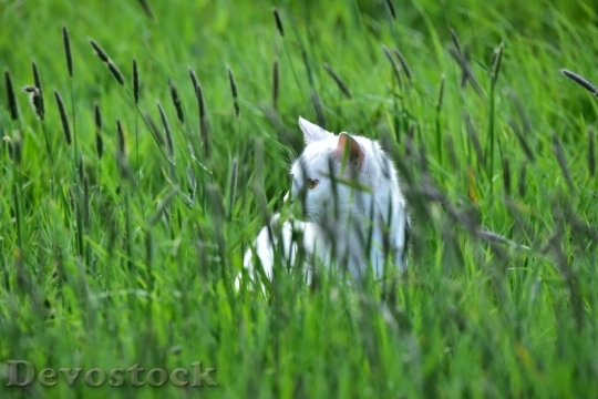 Devostock Cute cat UHD  (289).jpeg