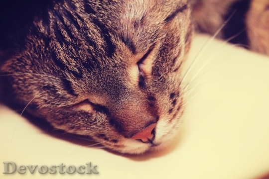 Devostock Cute cat UHD  (305).jpeg