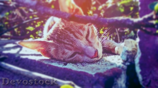 Devostock Cute cat UHD  (321).jpeg