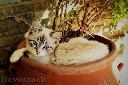 Devostock Cute cat UHD  (329).jpeg