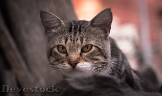 Devostock Cute cat UHD  (332).jpeg