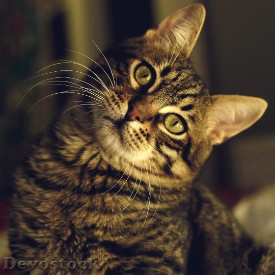 Devostock Cute cat UHD  (338).jpeg