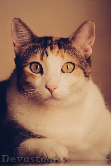 Devostock Cute cat UHD  (33).jpeg