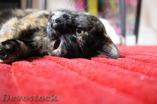 Devostock Cute cat UHD  (34).jpeg