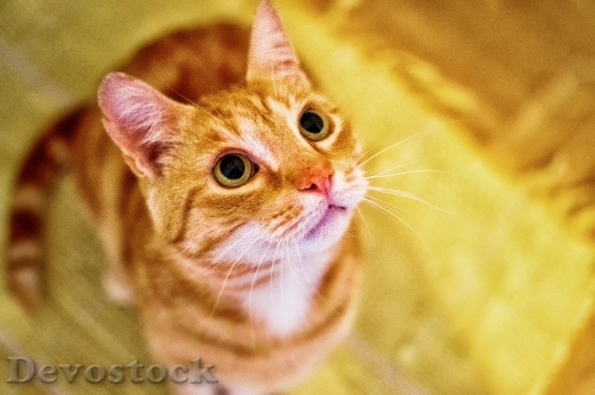 Devostock Cute cat UHD  (358)