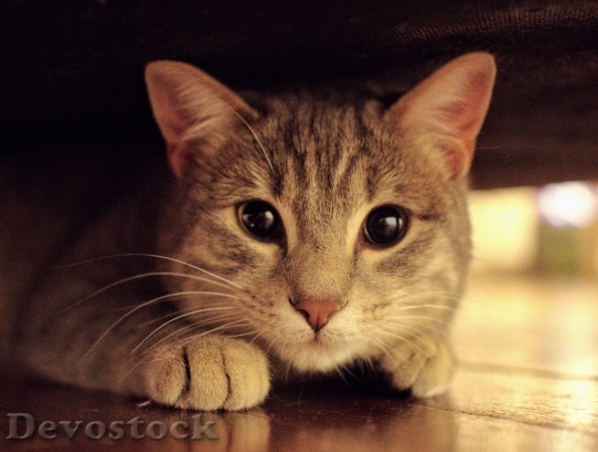Devostock Cute cat UHD  (368).jpeg