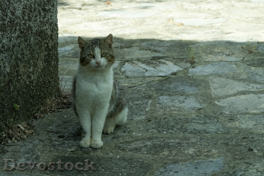 Devostock Cute cat UHD  (36).jpeg