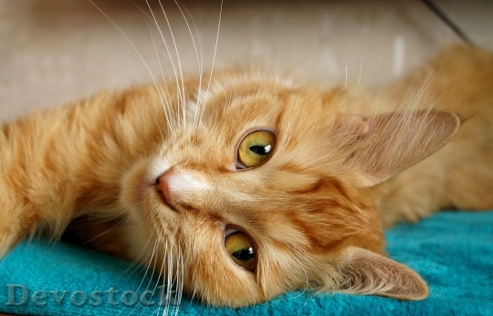 Devostock Cute cat UHD  (372).jpeg