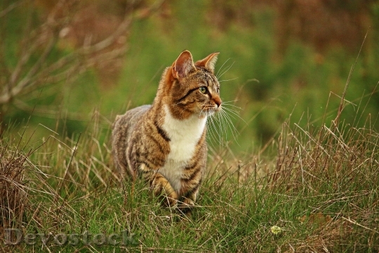 Devostock Cute cat UHD  (374).jpeg