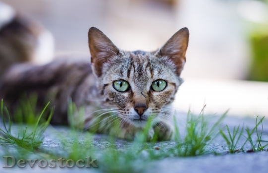 Devostock Cute cat UHD  (375).jpeg