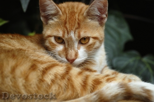 Devostock Cute cat UHD  (380).jpeg