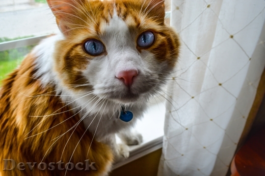 Devostock Cute cat UHD  (381).jpeg