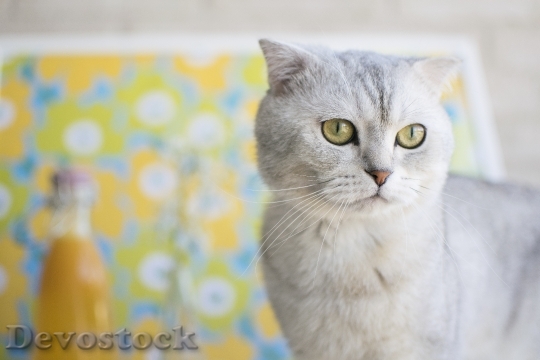 Devostock Cute cat UHD  (382).jpeg