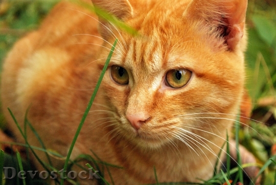 Devostock Cute cat UHD  (392).jpeg