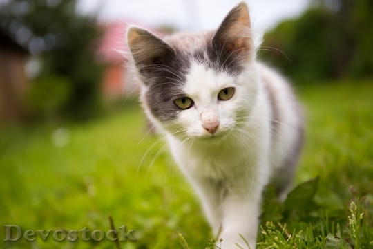 Devostock Cute cat UHD  (403).jpeg