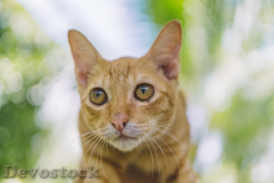 Devostock Cute cat UHD  (420)