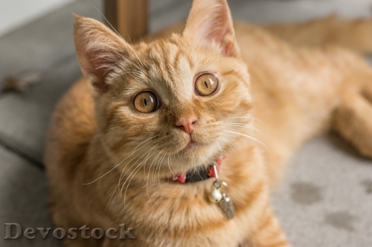 Devostock Cute cat UHD  (432).jpeg