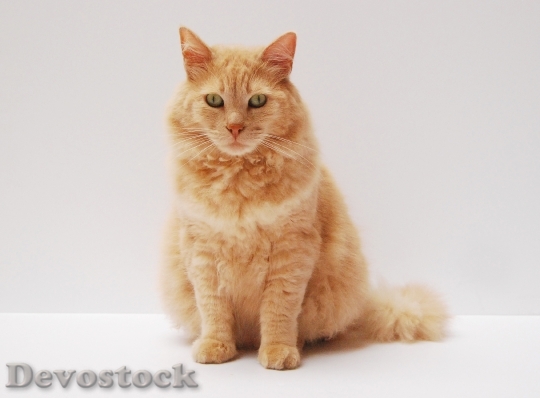 Devostock Cute cat UHD  (439).jpeg