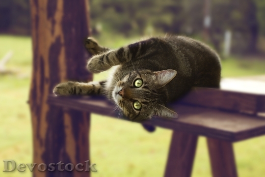 Devostock Cute cat UHD  (442).jpeg