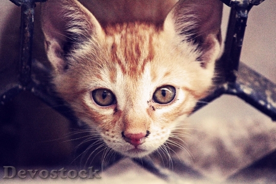 Devostock Cute cat UHD  (44).jpeg