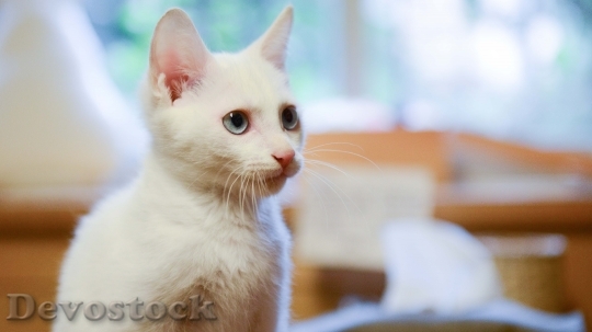 Devostock Cute cat UHD  (450).jpeg