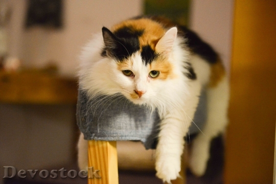 Devostock Cute cat UHD  (452).jpeg
