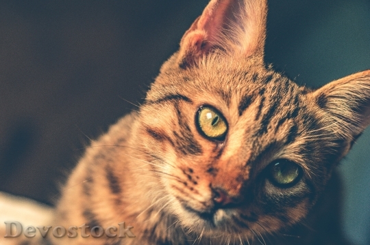Devostock Cute cat UHD  (462)