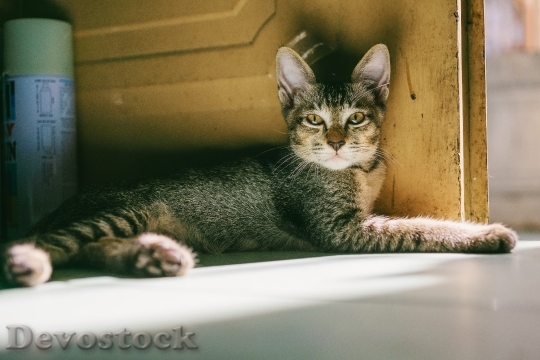 Devostock Cute cat UHD  (478)