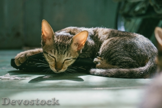 Devostock Cute cat UHD  (486)