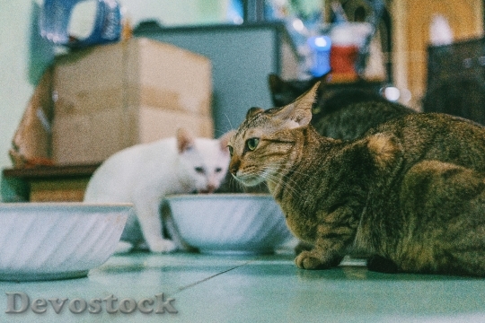 Devostock Cute cat UHD  (492)