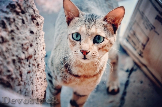 Devostock Cute cat UHD  (525).jpeg