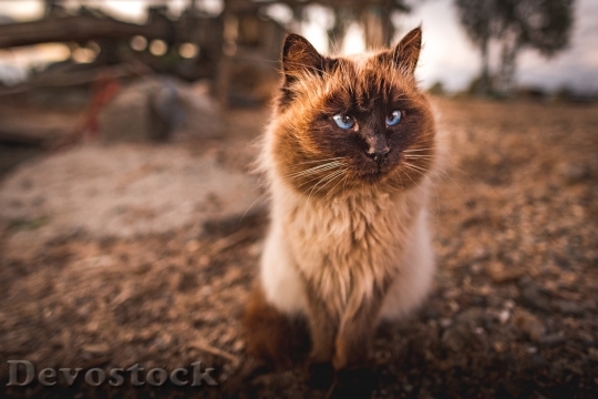 Devostock Cute cat UHD  (557)