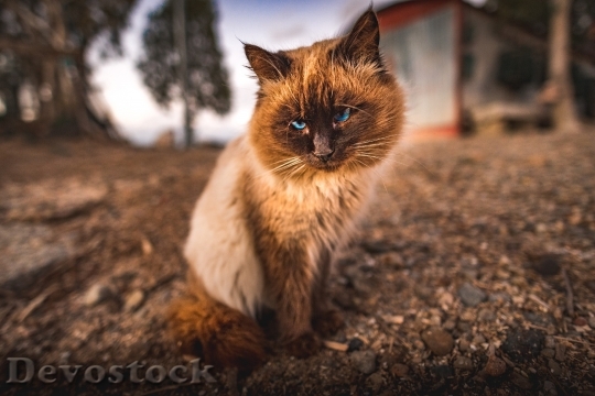Devostock Cute cat UHD  (559)