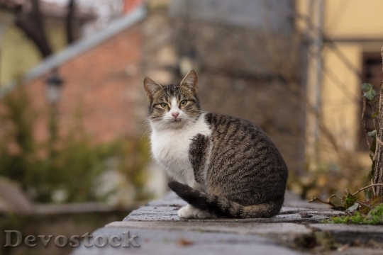 Devostock Cute cat UHD  (579)