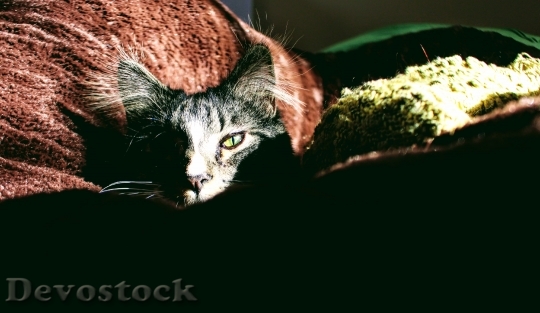 Devostock Cute cat UHD  (584).jpeg