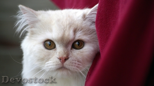 Devostock Cute cat UHD  (62).jpeg