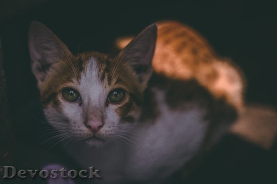 Devostock Cute cat UHD  (661)