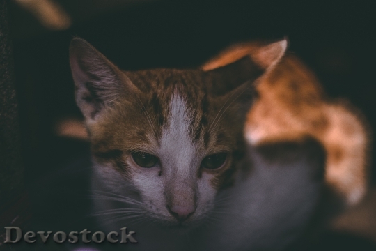 Devostock Cute cat UHD  (662)