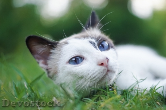 Devostock Cute cat UHD  (673).jpeg