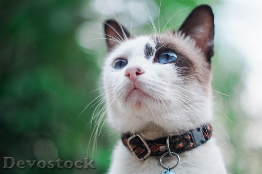 Devostock Cute cat UHD  (679).jpeg