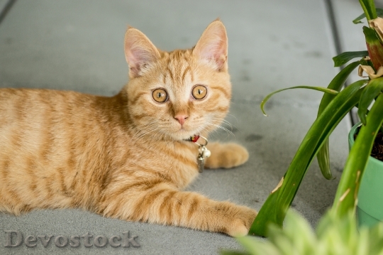 Devostock Cute cat UHD  (682).jpeg