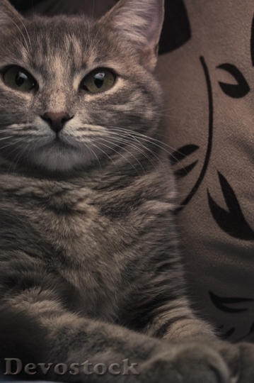 Devostock Cute cat UHD  (686).jpeg