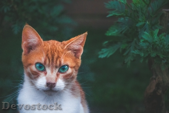 Devostock Cute cat UHD  (691)