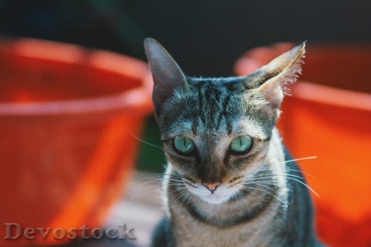 Devostock Cute cat UHD  (692)