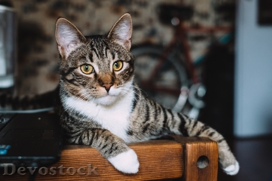Devostock Cute cat UHD  (703)
