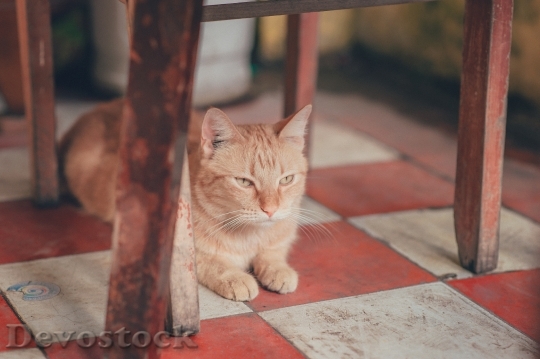 Devostock Cute cat UHD  (716).jpeg