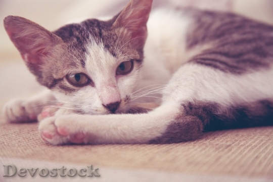 Devostock Cute cat UHD  (731).jpeg